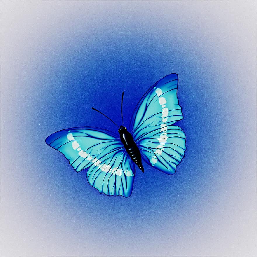 papallona, blau, insecte, volant