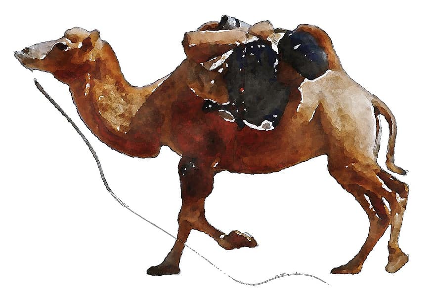 камила, животно, акварел, Египет