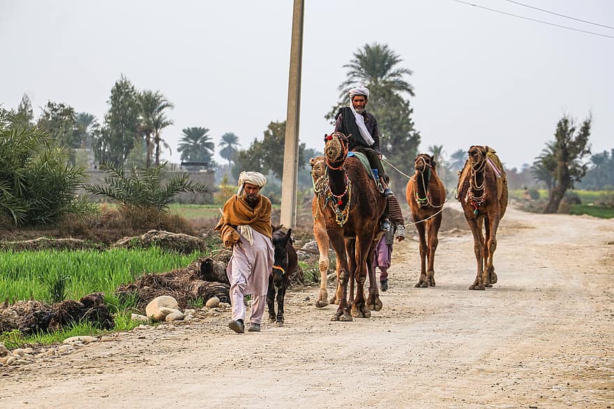 kameler, rytter, dyr, æsel, herrer, mennesker, pakistanske, campingvogn, vej, grusvej, pakistansk kamel