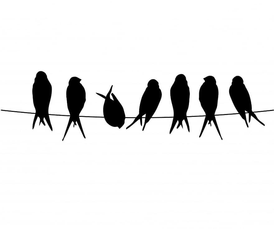 птах, птахів, дріт, примостився, сідати, чорний, силует, білий, фон, мистецтво, тварина