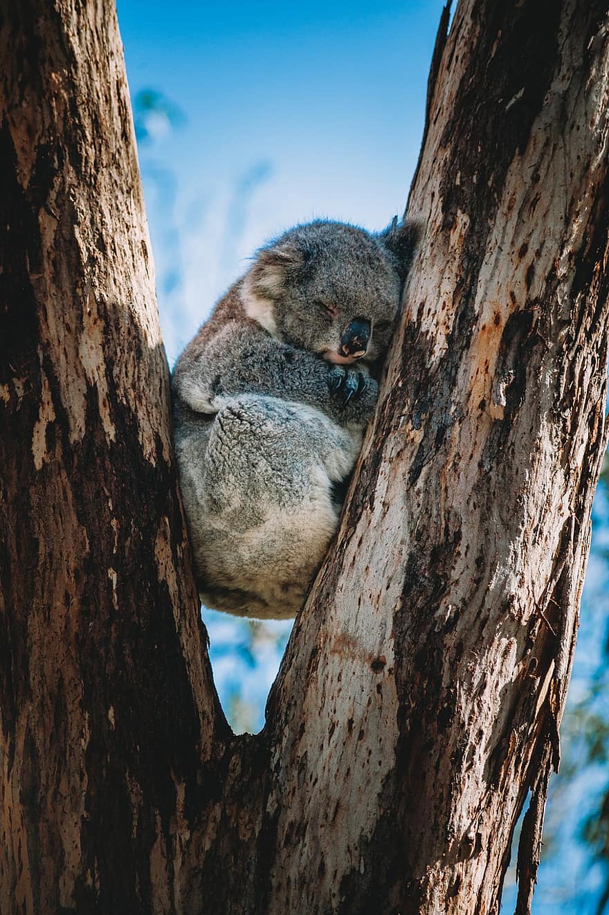 коала, дърво, животно, Австралия, природа, сладък, дивата природа, евкалипт, възхитителен