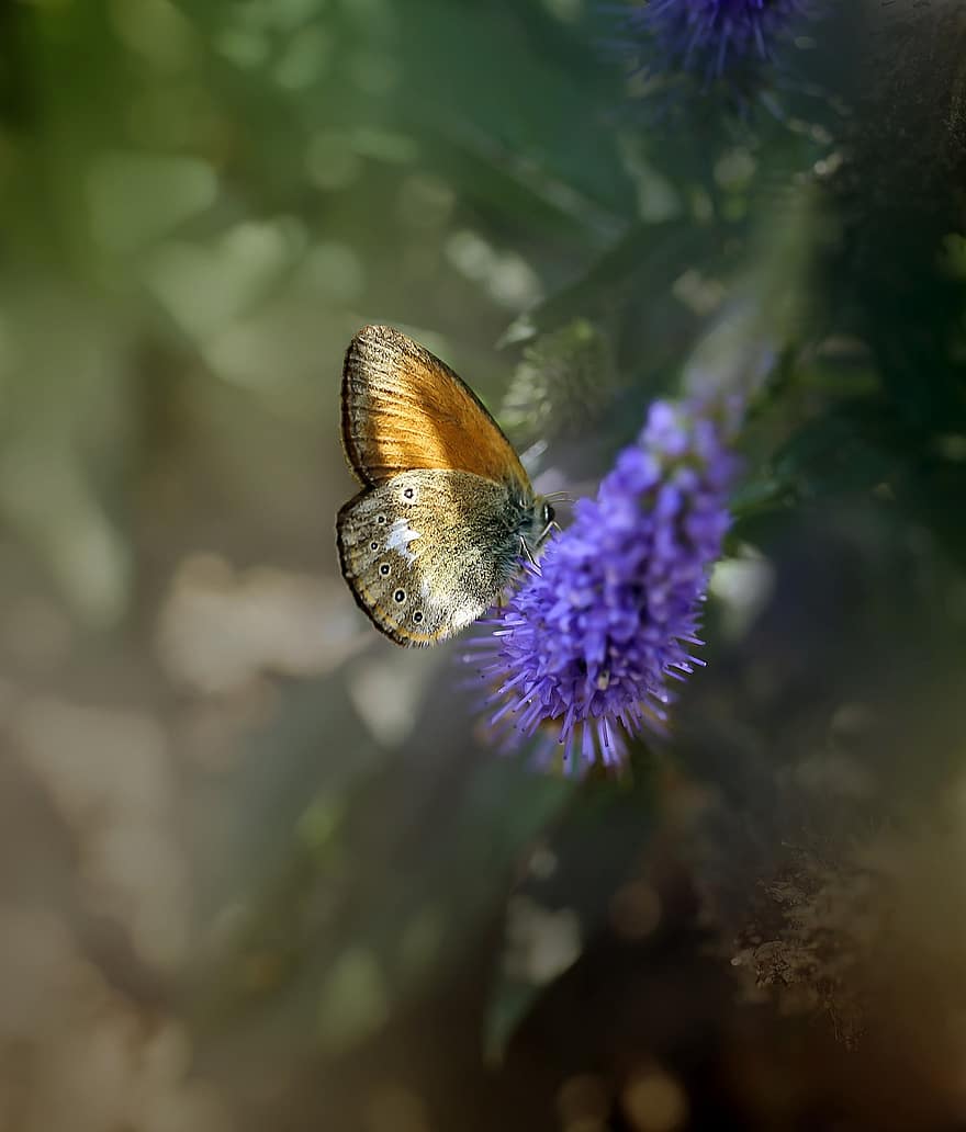 motýl, hmyz, Příroda, makro, jaro, motýlů, křídlo, barvitý, pozadí, květ, letní