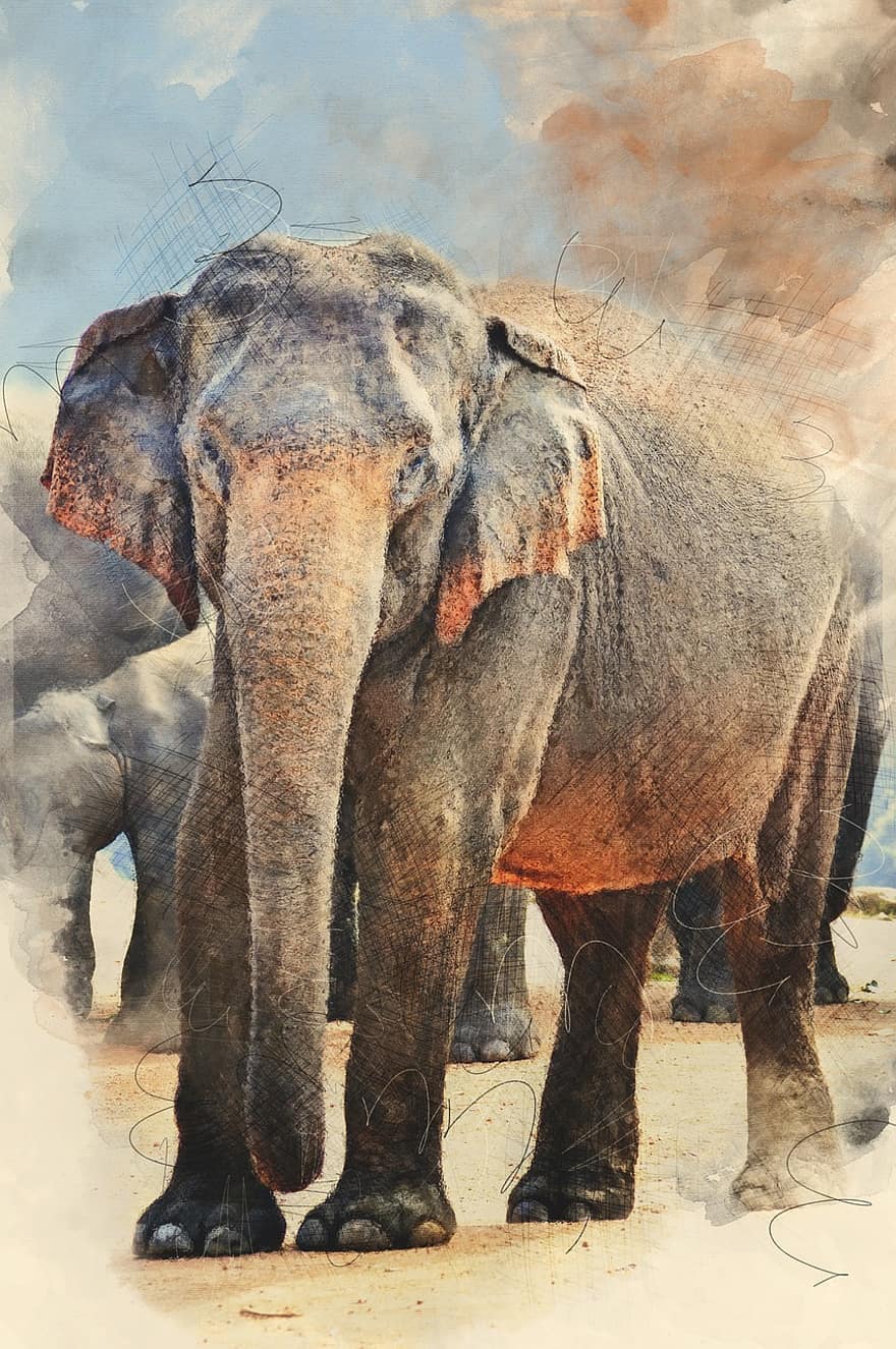 słoń indyjski, słoń, Sri Lanka, dziki słoń, dzikiej przyrody, grafika, zwierzęta na wolności, pnia zwierząt, zagrożone gatunki, Afryka, zwierzęta safari