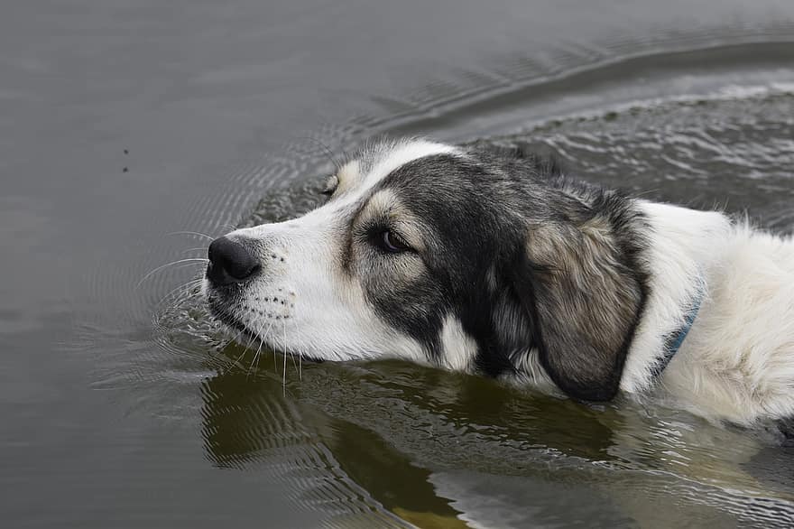 कुत्ता, झुंड संरक्षण कुत्ता, तैरता हुआ कुत्ता, पानी, पाइरेनियन पर्वत कुत्ता, हाइब्रिड, जानवर, पालतू पशु, आलीशान, गौरव, रखवाली करने वाला कुत्ता
