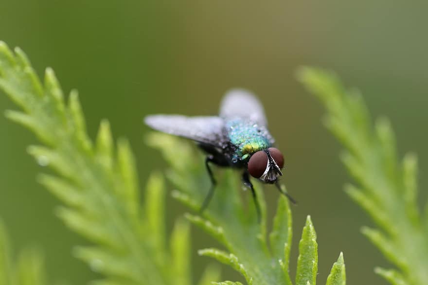 flyve, sammensatte øjne, insekt, makro, tæt på, natur, have, vinge, øjne, dyr verden, flyvende insekt