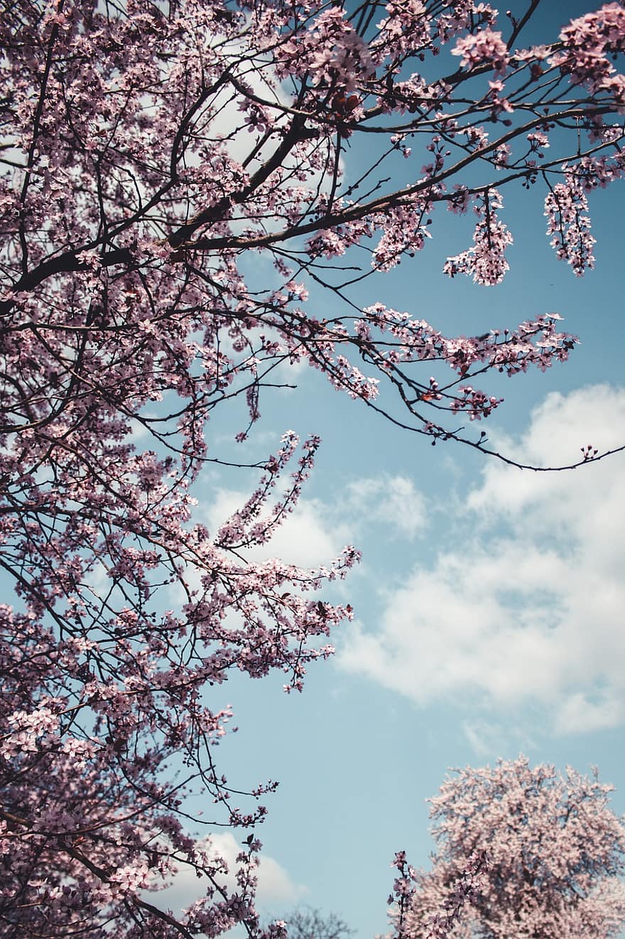 cel, núvols, arbres, primavera, estacional, a l'aire lliure, naturalesa, branques