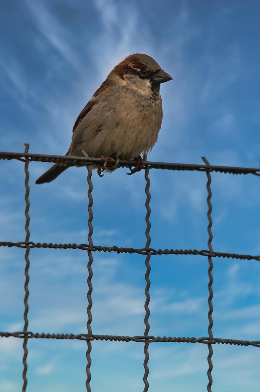 House Sparrow, Bird, Fence, Passer Domesticus, Sparrow, Sperling, Animal, Garden Bird, Passeridae, Perched, Plumage