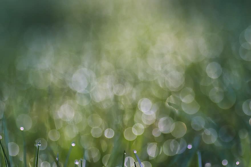 Dewdrop, Bokeh, Grass, Lawn, Background, Dew, Morning Dew, green color, backgrounds, defocused, summer