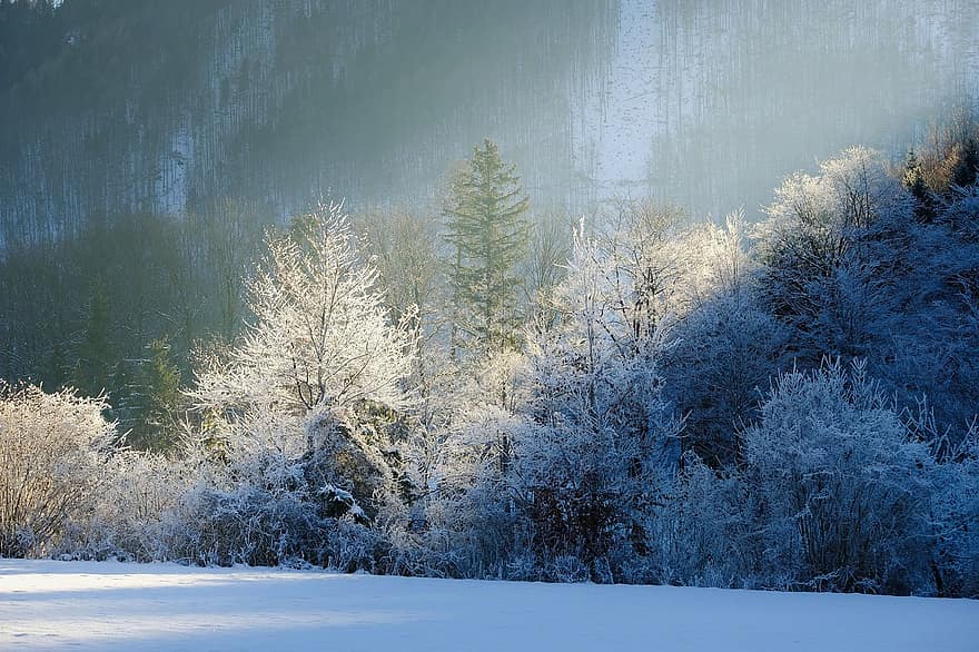 skog, snø, vinter, landskap, trær, vinterlandskap, solstråler