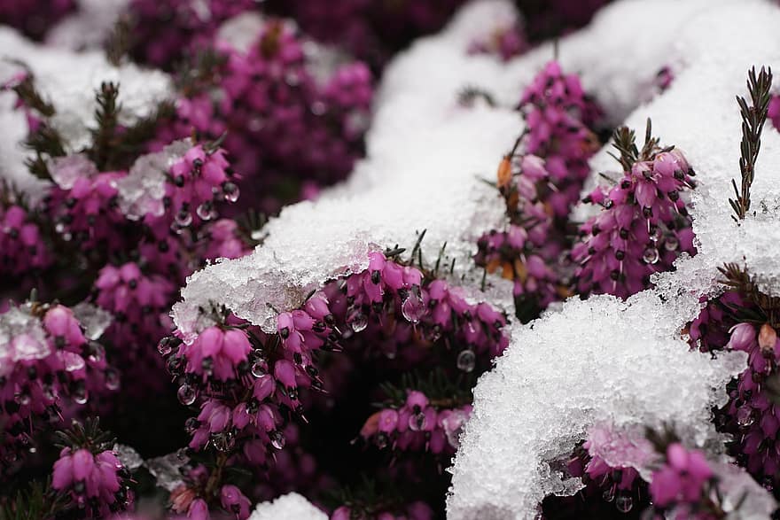 sniegas, viržių, gėlės, žiemą, sezoną, žydi, žiedas, Iš arti, augalų, gėlė, violetinė