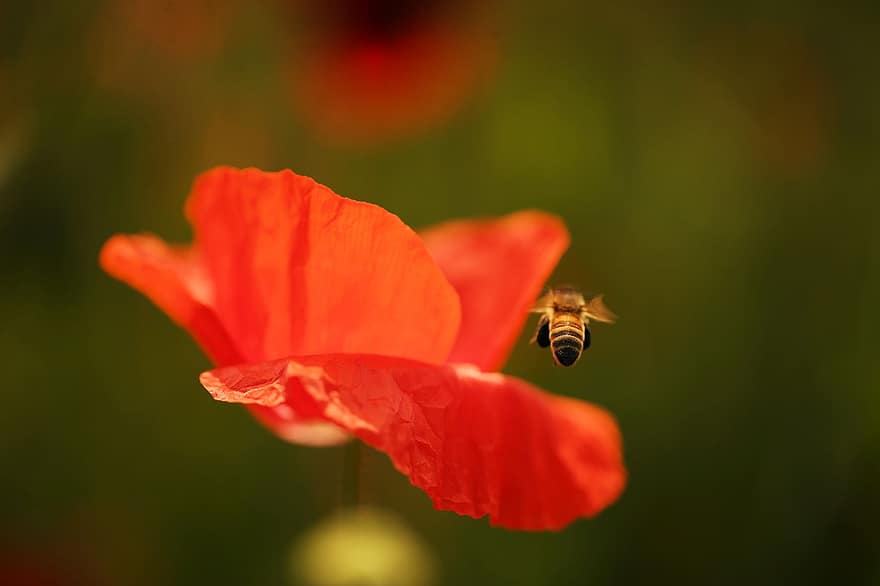 пчелен мед, цвете червен мак, Наклони се към