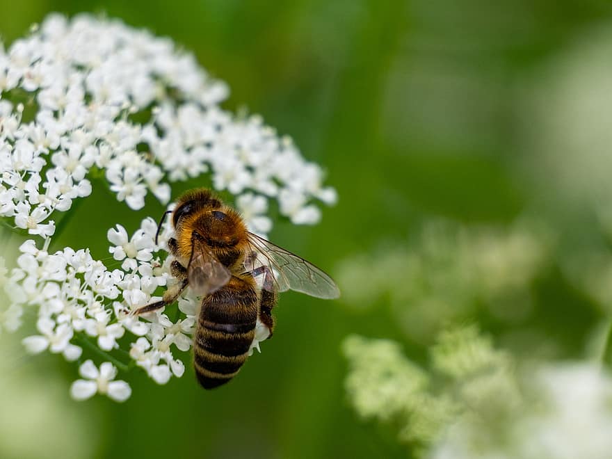 蜂、昆虫、受粉、ワーカー、花、動物、動物相、勤勉な、ピッカー、花粉、閉じる