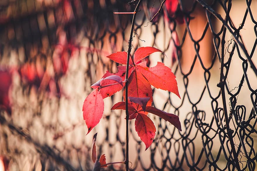 листья, листва, завод, осень, падать, время года, забор