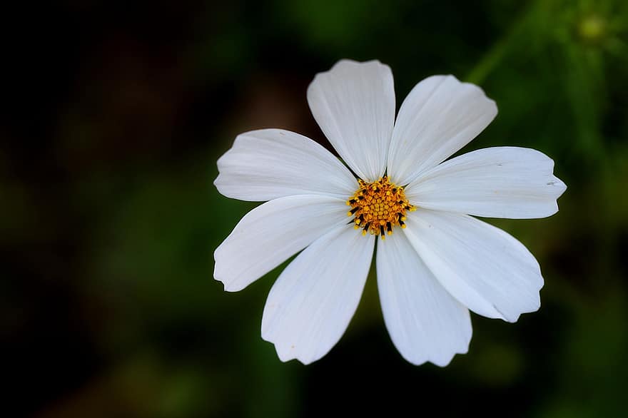 Nature, Cosmos, Flower, White Flower, White Cosmos, Petals, Wildflower, Bloom, Blossom, Flowering Plant, Ornamental Plant
