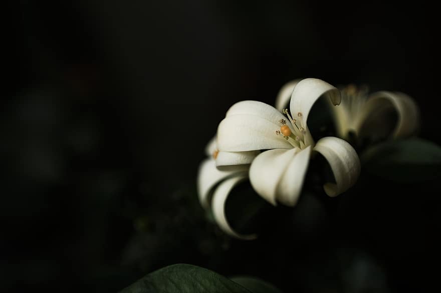 lilia, kwiat, pręcik, biały kwiat, białe płatki, płatki, flora, roślina, ogród, kwitnąć