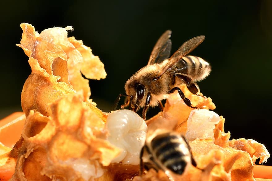 những con ong, côn trùng, ong mật, mật ong, người nuôi ong, nuôi ong, carnica