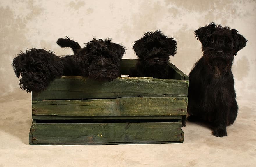 강아지, 개, 검은, 모피, 동물, 애완 동물, 상자, 나무 상자