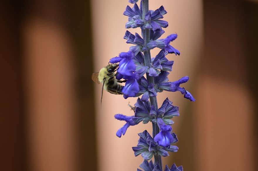 bičių, apdulkinimas, vabzdys, žiedadulkių, apdulkina, gėlė, pobūdį, Iš arti, augalų, makro, vasara