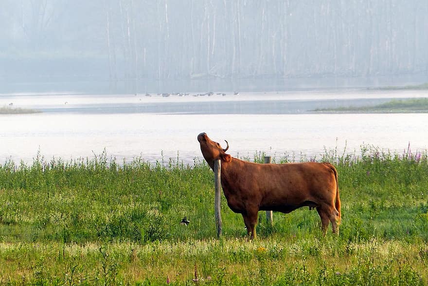 animal, pastures, vaca, mamífer, espècies, fauna, bestiar, naturalesa, herba, escena rural, prat