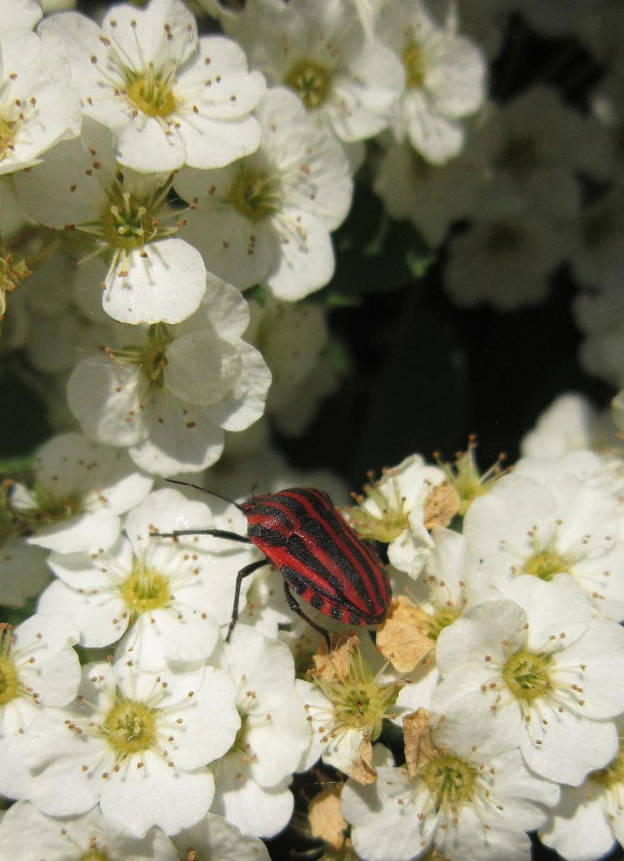 bug de escudo listrado, bug de escudo, flores, flores de ameixa, erro, inseto, hemiptera, flores brancas, flor, plantar, natureza