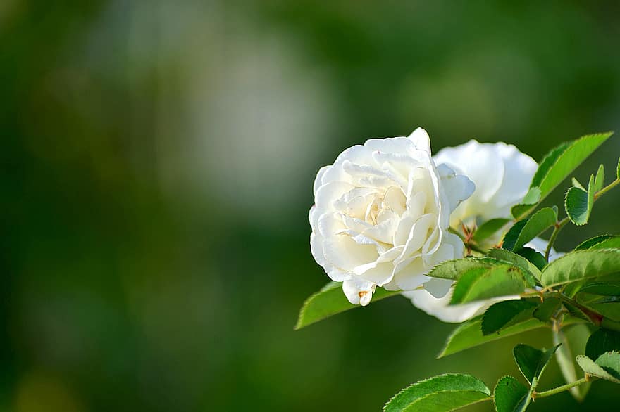 mawar, bunga, kelopak, mawar putih, berkembang, menanam, flora, alam, taman, daun, merapatkan
