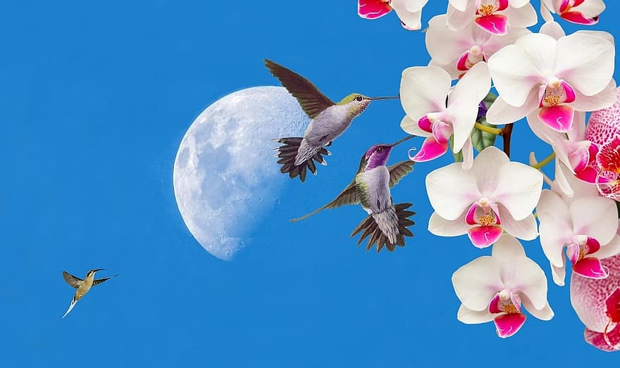 hummingbirds, orchidėja, gėlės, orquídea, spalvinga, augalų, orchidėja rožinė, balta orchidėja, mėlynas dangus, dangus, mėlyna