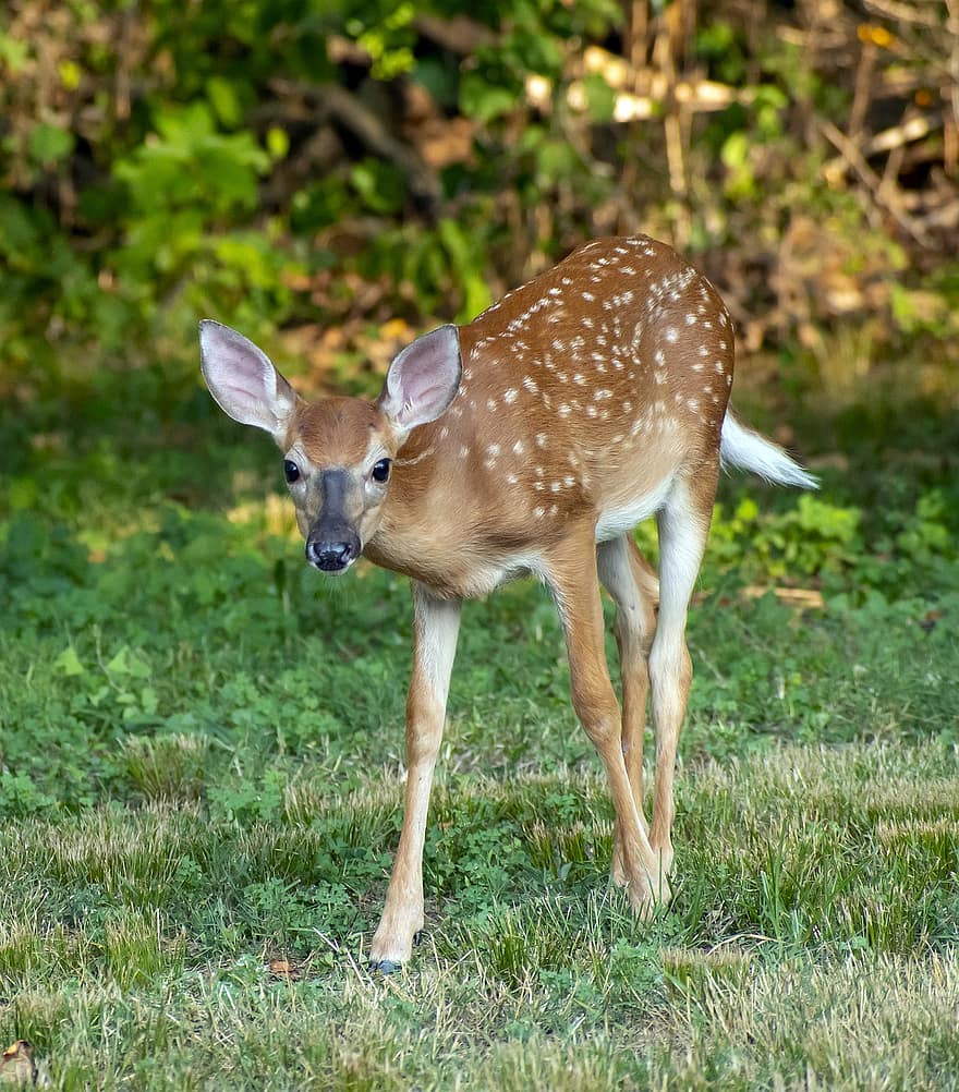Fawn, Deer, Nature, Wild, Animal, Mammal, Wildlife, Forest, Cute, Young, Whitetail