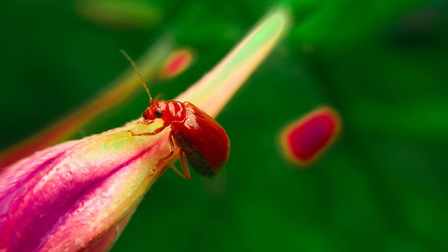 Красный тыквенный жук, жук, цветок, насекомое, красное насекомое, красный цветок, завод, природа, макрос, крупный план