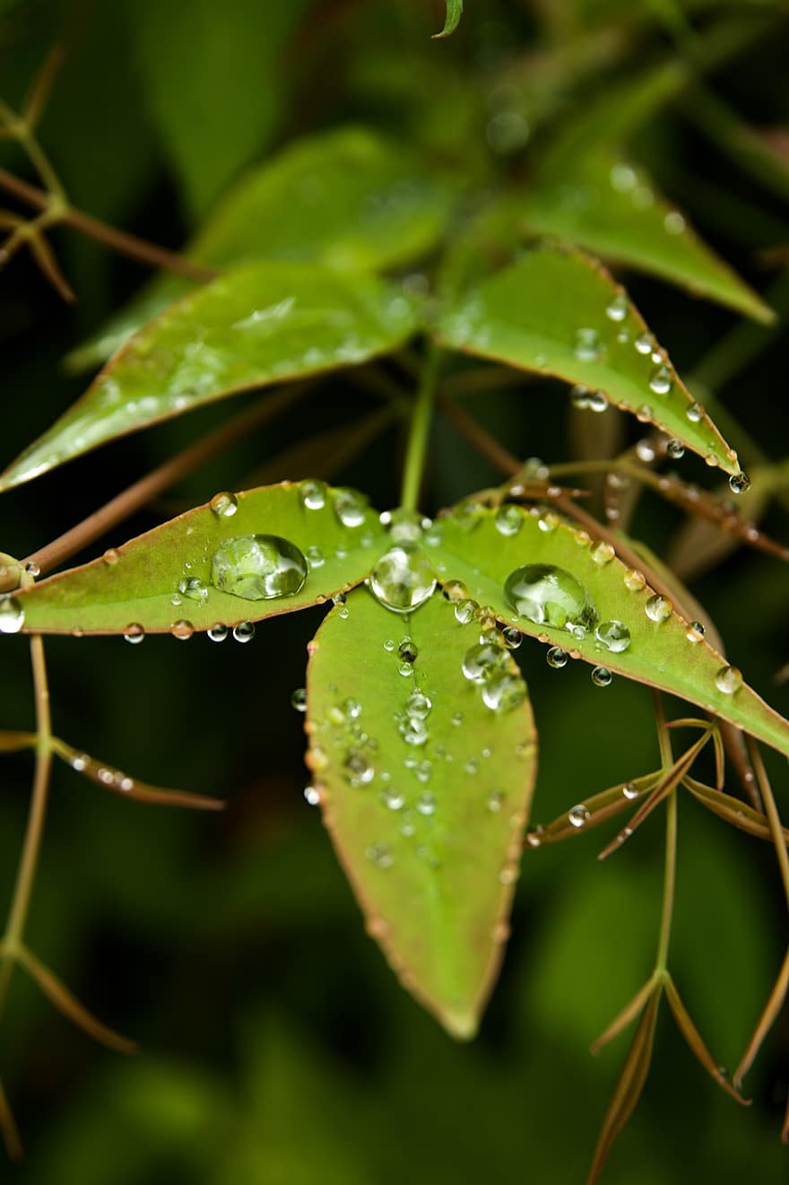 листья, листва, растения, дождь, падение, зеленая природа, дерево, дождливый сезон