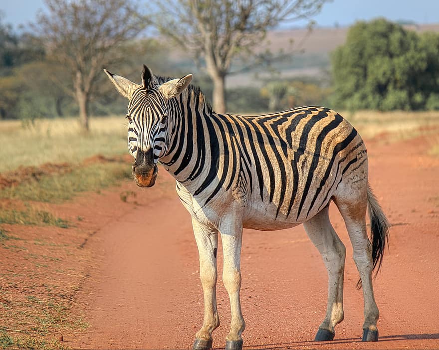 animal, equino, cebra, África, Namibia, mamífero, safari, animal salvaje, a rayas, fauna silvestre, animales en la naturaleza