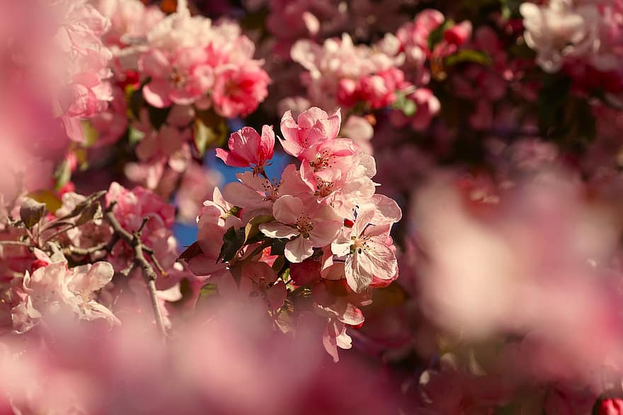 sakura, bloemen, kersenbloesems, roze bloemblaadjes, bloemblaadjes, bloeien, bloesem, flora, lente bloemen, natuur, bloem
