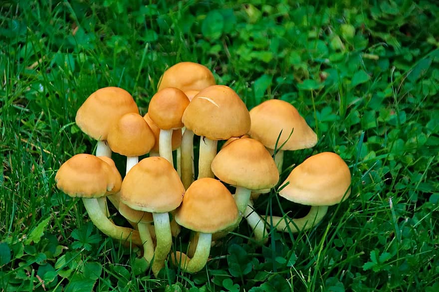 гриби, грибок, грибки, скупчення, трилисник, в комплекті, токсичний, капелюхи, природи, ліс