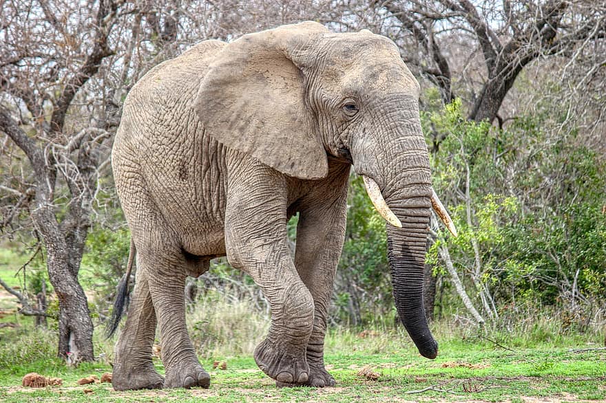 l'éléphant, Afrique, Namibie, pachyderme, faune, safari, animaux à l'état sauvage, éléphant d'Afrique, animaux de safari, les espèces menacées, grand