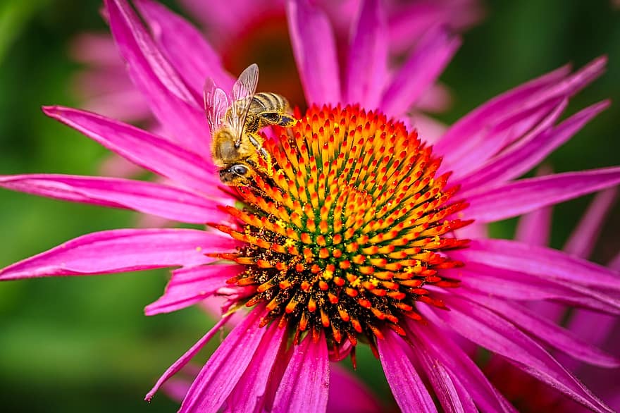 Bie, insekt, solhatt, echinacea, blomstre, blomst, medisinsk plante, natur, flora, hage, anlegg