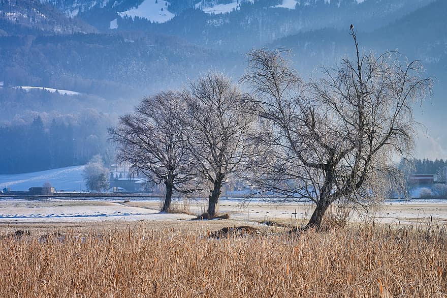 Trees, Reed, Frost, Snow, Branches, Nature, Winter, tree, landscape, season, forest