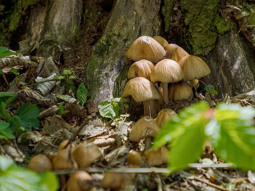 jamur, hutan, alam, merapatkan, kelompok, tunggul, tersembunyi, coklat, ilmu jamur