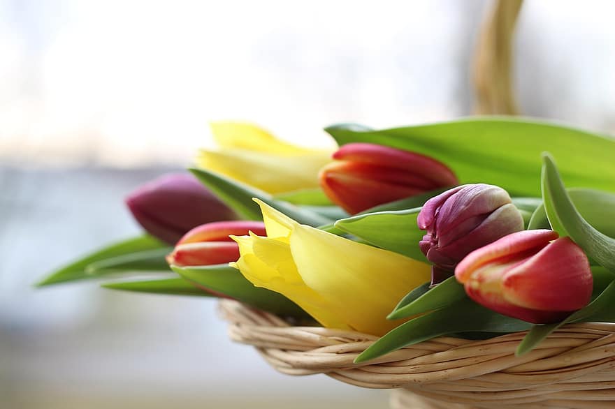 tulip, buket, keranjang, memotong, memotong bunga, warna, penuh warna, karangan bunga tulip, karangan bunga musim semi, menanam, alam