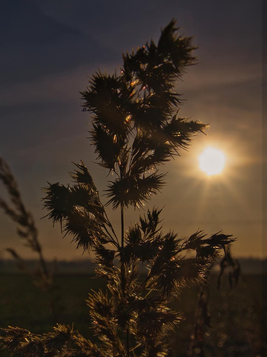 Dom, contraluz, puesta de sol, estado animico, hierba, pastos, atmósfera