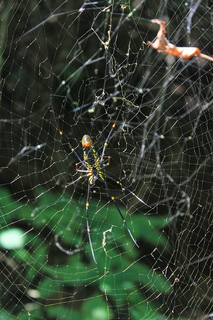 ragno, web, ragnatela, insetto, natura, networking, seta, Halloween, raccapricciante, aracnide, pauroso