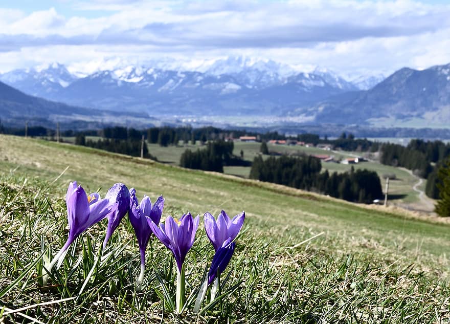 krokus, fialové květy, jaro, květiny, Příroda, allgäu
