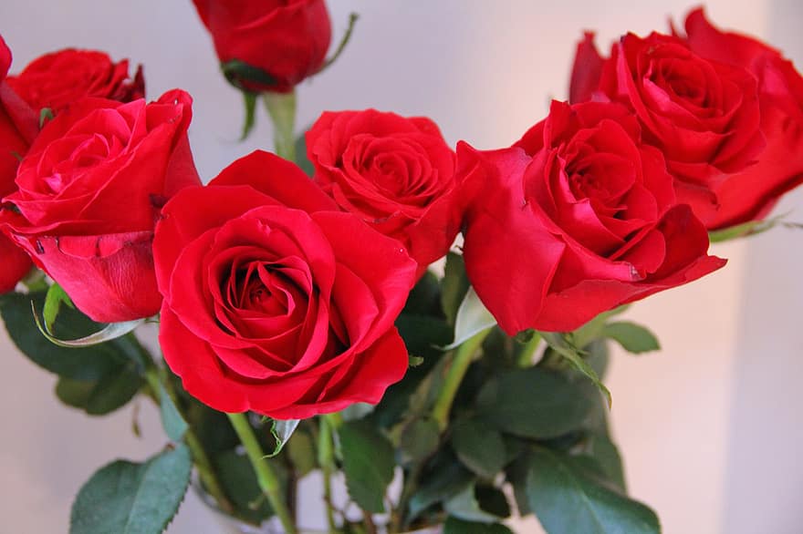 цветы, Дюжина роз, красота, любить, романтик, букет, лепесток, цветок, романс, крупный план, свежесть