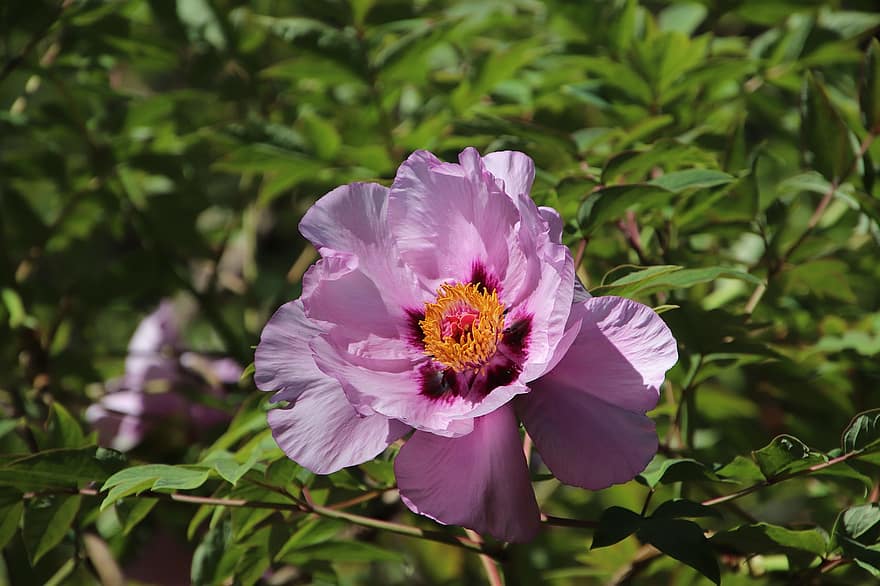 Peony, Flower, Plant, Petals, Bloom, Blossom, Blooming, Flora, Botany, Garden, Nature