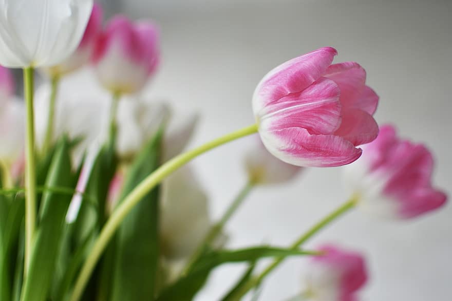 tulipán, květ, rostlina, okvětní lístky, kytice, dekorativní, detailní, tulipány, flóra, růžový