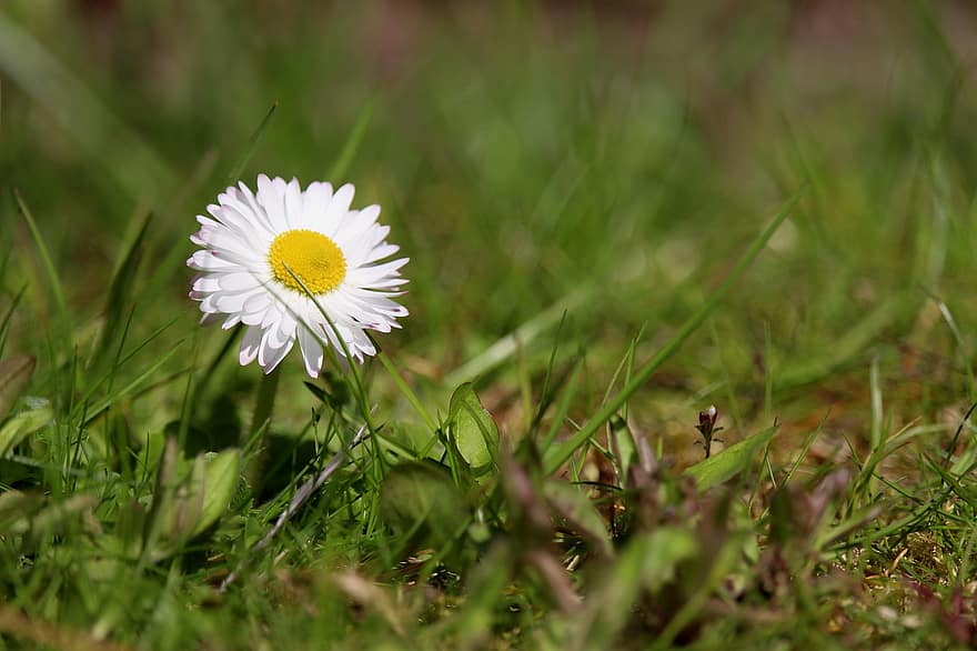 margrietiņa, balts zieds, pavasarī, zāliens, zāli
