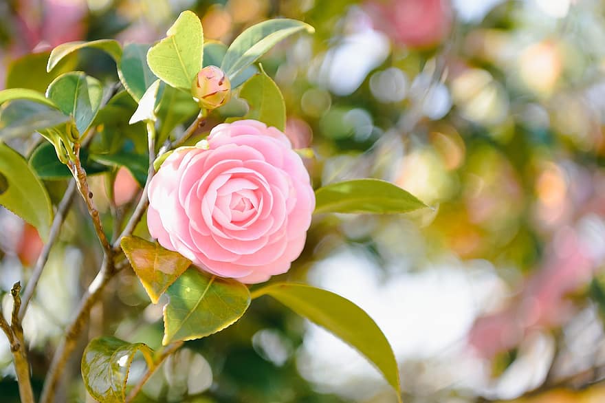 blomst, camellia, blomstre, natur, japan, landskap, rosa, vår, blad, anlegg, petal
