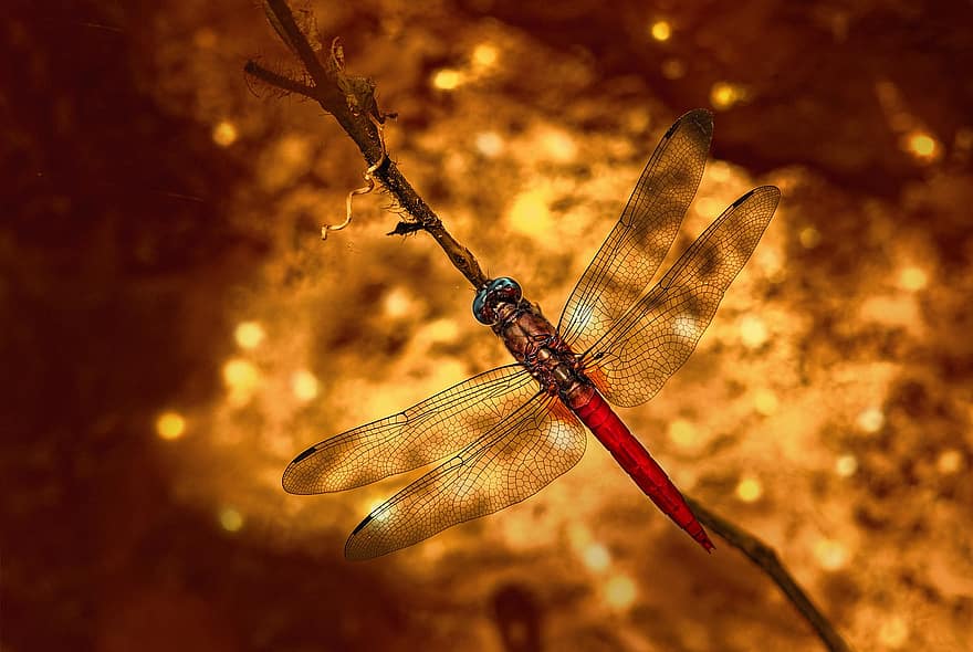 Dragonfly, Purple-blushed Darter, Stem, Violet-marked Darter, Violet Dropwing, Trithemis Annulata, Insect, Animal, Nature, Beauty In Nature, Closeup