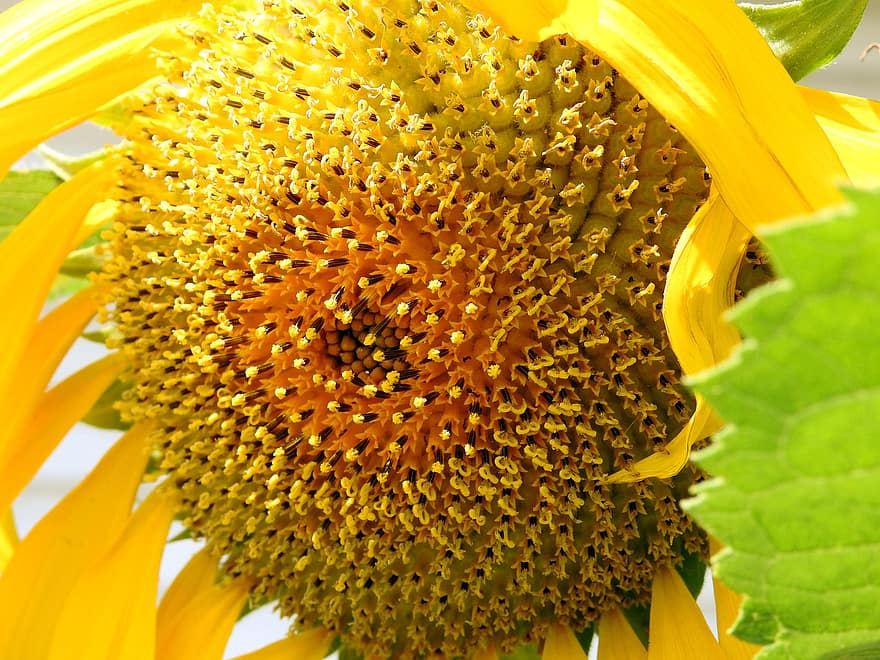звичайний соняшник, соняшник, жовта квітка, макрос, фон, цвітіння, флора, квітка, сад
