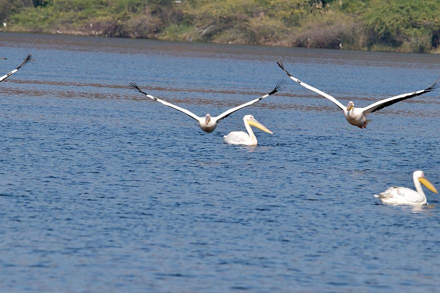 pelicans, ocells, animals, volant, vol, aus d'aigua, aus aquàtiques, vida salvatge, plomatge, bec, naturalesa