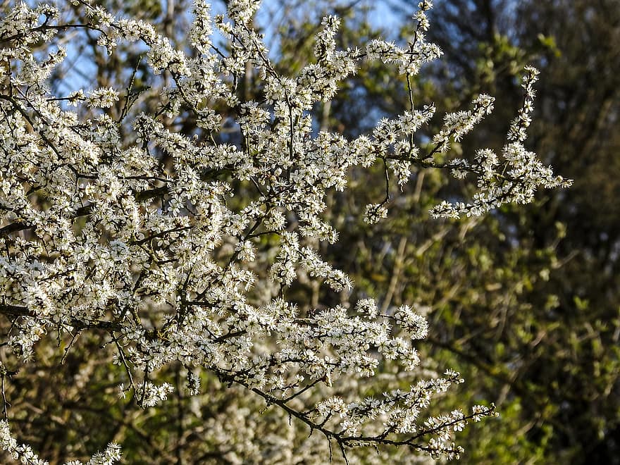 Flores blancas, Flores de cerezo, sakura, las flores, ramas, pétalos blancos, floración, flor, flora, naturaleza, primavera