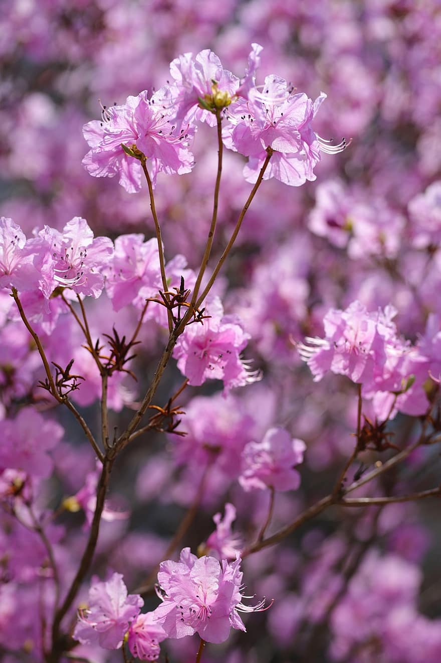 Azalee, Blumen, Pflanze, Rhododendron-Blüten, Frühling, Blütenblätter, blühen, Natur, Blume, Nahansicht, pinke Farbe